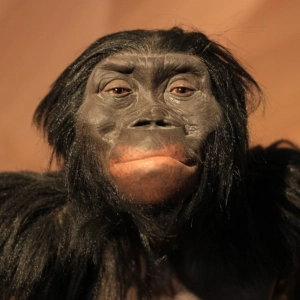 Descripción de Evolución humana. Del australopithecus al neandertal . Mario Modesto. Prog. 598 . LFDLC