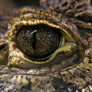 GLADIADORES: 3- LOS RIOS DE LA SELVA #documental #naturaleza #podcast