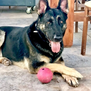 PODCAST 382: Así como un perro se enfoca en su pelota.