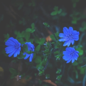 Descubriendo UN CURSO DE MILAGROS.