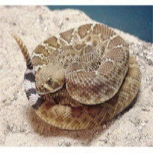Serpiente de Cascabel, Sigilo Mortal