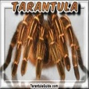 Tarántula: La reina de las arañas