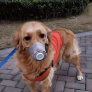 ¿El coronavirus afecta a nuestras mascotas?
