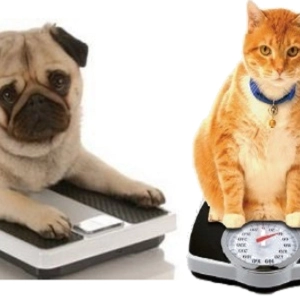 Nuestras Mascotas - Obesidad y Soluciones