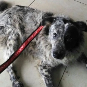 05: La Historia de Manchitas, el perrito con alma libre