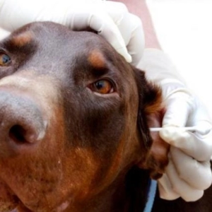 Nuestras Mascotas - Infecciones Urinarias