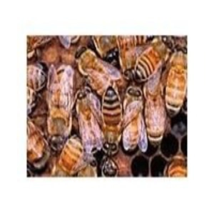 Cuentos de la Naturaleza (9de13): La Abeja