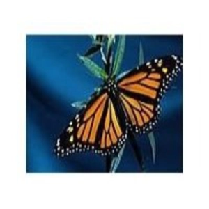 Cuentos de la Naturaleza (10de13): La Mariposa