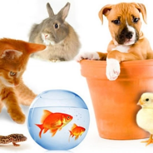 Nuestras Mascotas - Pautas y Preguntas