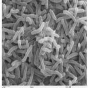 De las bacterias, al ser humano