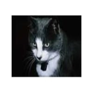 Cuentos de la Naturaleza (3de13): El Gato
