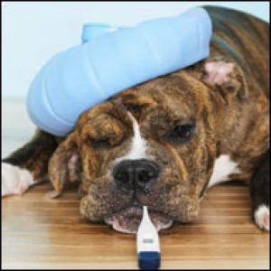 Nuestras Mascotas - Hepatitis