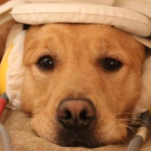 Nuestras Mascotas - Epilepsia