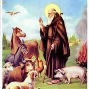 San Antón, patrón de los animales. Un 17 de enero cada vez más celebrado.
