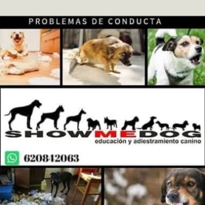 Entrevista a Anahí Diaz sobre adiestramiento canino y perretes que necesitan modificar su conducta.