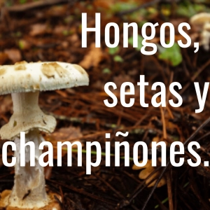 EP-13. Hongos, setas y champiñones.