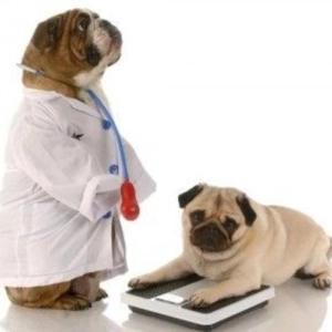 Nuestras Mascotas - Obesidad