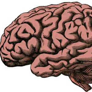 Psicología, la vida secreta del cerebro