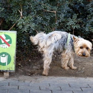 Nuestras Mascotas - Obligaciones de Propietari@s