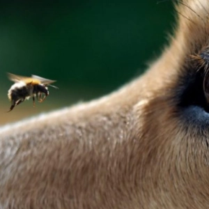 Nuestras Mascotas - Picaduras de Insectos