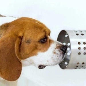 Los perros pueden detectar el coronavirus con su olfato