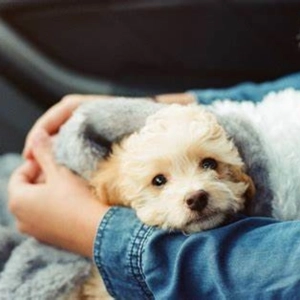 Seguros para mascotas y la historia de San Antón