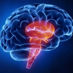 La plasticidad del cerebro - documental sobre neuroplasticidad
