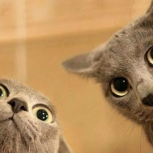 NUESTRAS MASCOTAS - EVOLUCION E HISTORIA DEL GATO 2015-11-03