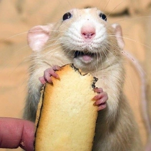 Nuestras Mascotas - Ratas