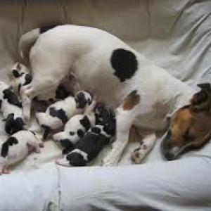 Nuestras Mascotas - Ciclo Sexual Perras