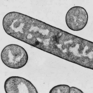 La Brújula de la Ciencia s11e31: ¿Por qué las bacterias son tan pequeñas?