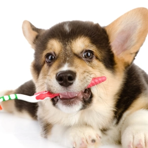 Nuestras Mascotas - Salud Oral