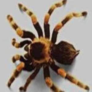 [Discovery Channel] Emergencia venenos - Episodio 6
