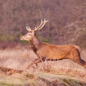 La faune en Sologne