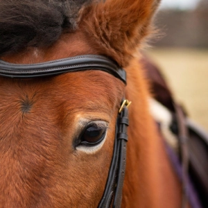 Equitation avec Eva