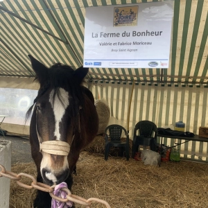La foire des cours à Gien