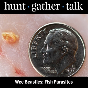 Wee Beasties: Fish Parasites