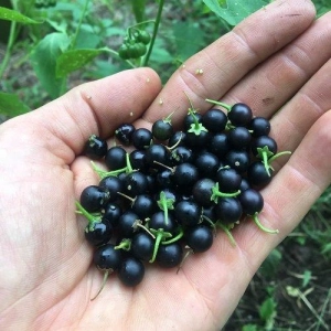 034: Urban foraging and eating local with Mallory O'Donnell