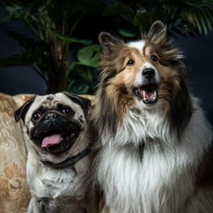 Of breeds and brains