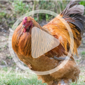 Rare Poultry Breeds Update
