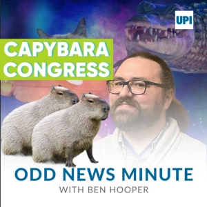 Capybaras visit legislative building, shoplifter's remorse
