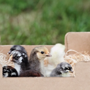 Audio Article: Bring New Chicks Home