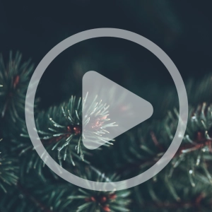 Arboreal Flavors Audio Article