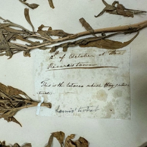 Lost & Found: The Wild Journey of Lewis & Clark's Herbarium