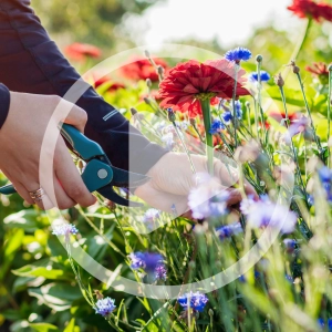 Growing a Cut Flower Garden Audio Article