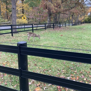 EP 113: Perimeter Fencing Pros and Cons