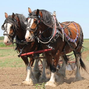 EP 145: How to Choose a Feed for Your Easy Keeper