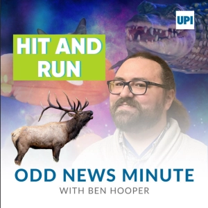 Elk shatters windshield, Vulcan salute world record
