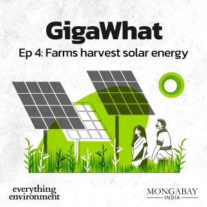 GigaWhat: Farms harvest solar energy