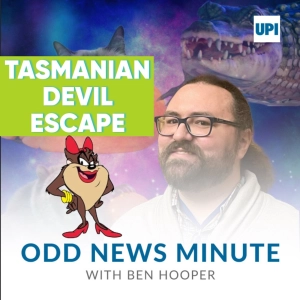 Tasmanian devil escape, blanket fort world record
